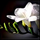 White_Lily