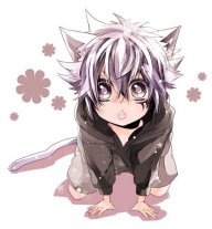 Kiberfox