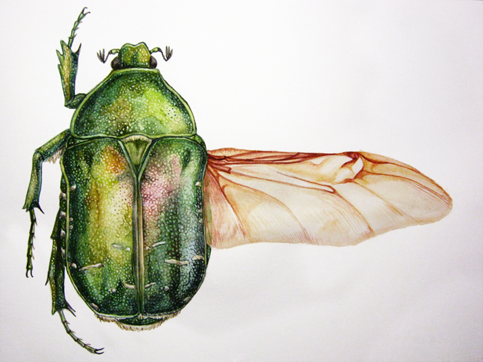 cetonia_aurata_by_faplastilinka-d5ecr8b.jpg
