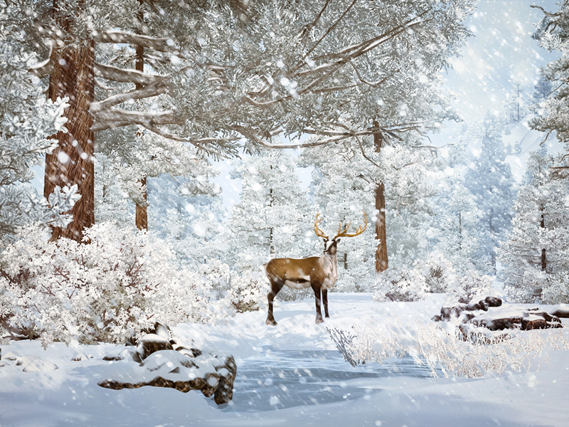 tp-snowforest-800.jpg