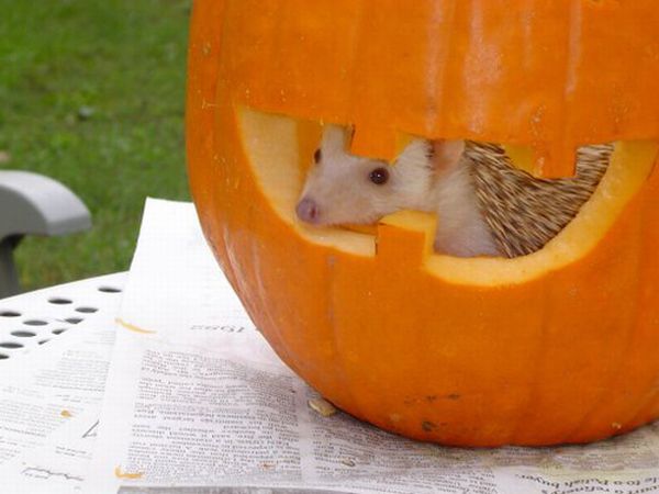 cute_hedgehogs_52.jpg