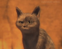 13498685414761.gif