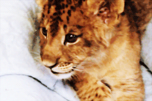 1.gif